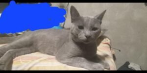SE PERDIÓ UN GATITO EN LA ZONA DE LA CASILLA DE TURISMO DE TANTI Y PIDEN AYUDA PARA ENCONTRARLO