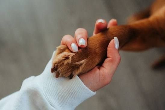 HOCICOS DE TANTI ATRAVIESA UNA SITUACIÓN CRÍTICA Y PIDE AYUDA PARA PODER SEGUIR ASISTIENDO ANIMALES HOCICOS DE TANTI ATRAVIESA UNA SITUACIÓN CRÍTICA Y PIDE AYUDA PARA PODER SEGUIR ASISTIENDO ANIMALES